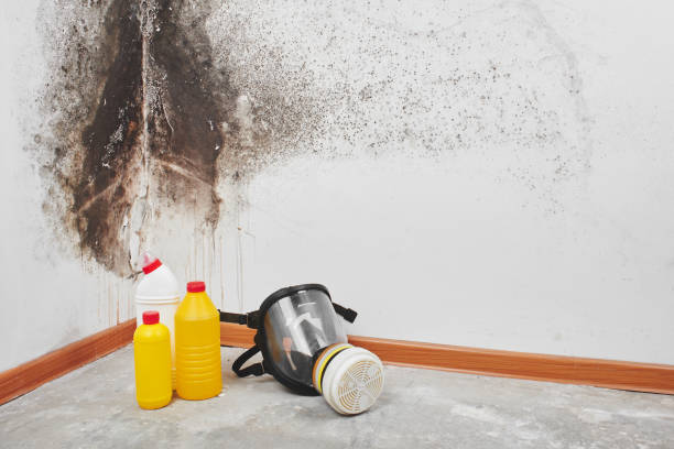 Best Local Mold Removal Service  in Eastlawn Gardens, PA