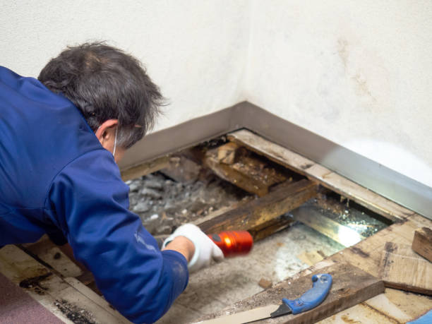 Professional Mold Removal in Eastlawn Gardens, PA