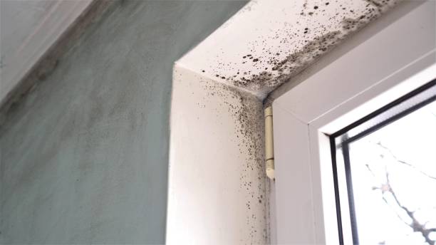 Best Toxic Mold Removal  in Eastlawn Gardens, PA