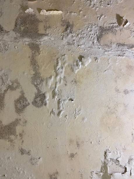 Best Crawl Space Mold Removal  in Eastlawn Gardens, PA